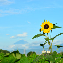 夏の思い出