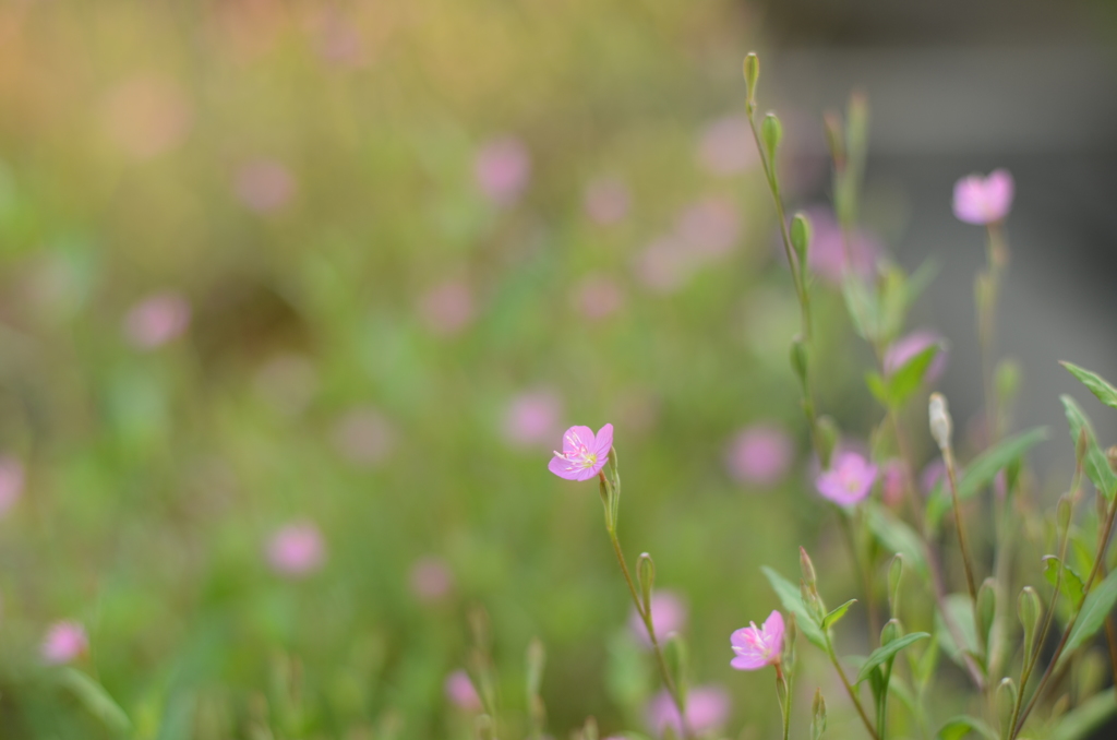 名も知らぬ花