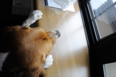 外が気に成るワン