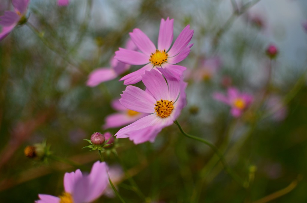 秋桜