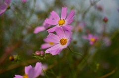秋桜