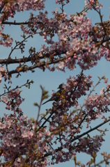 桜と鵯