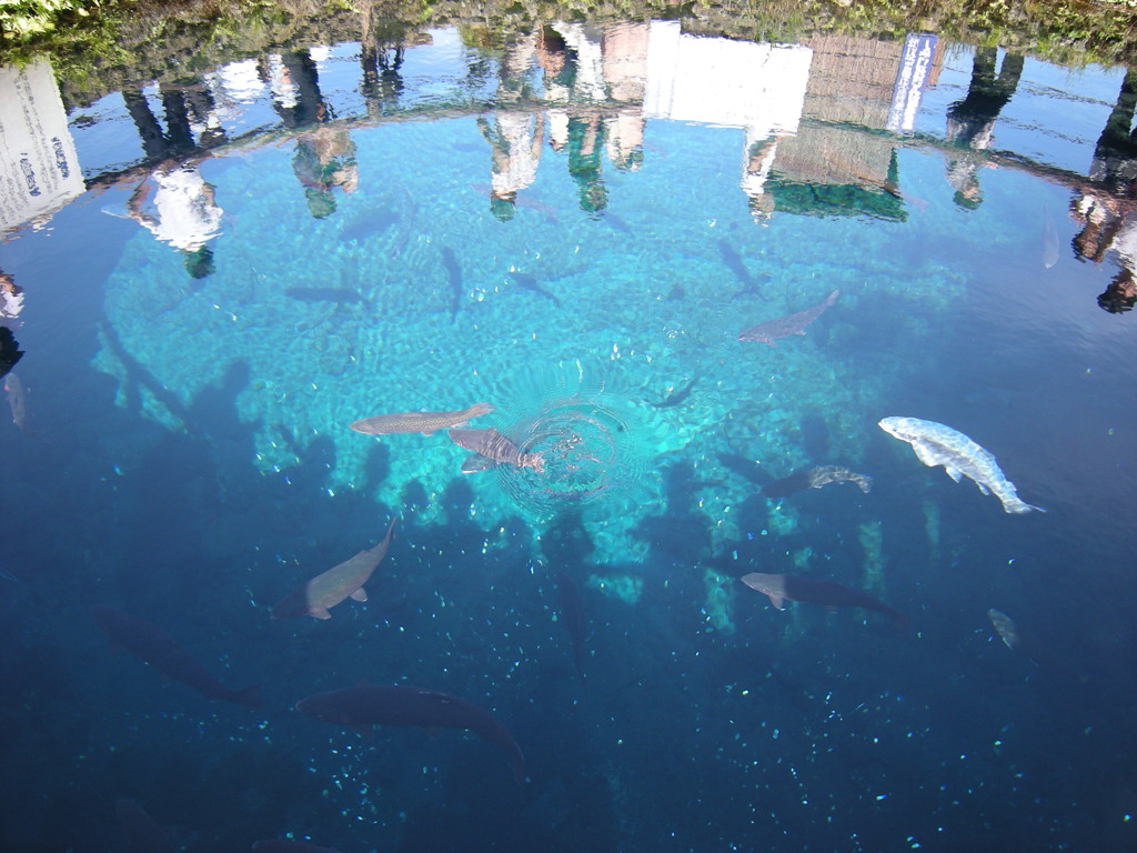 忍野八海の清水