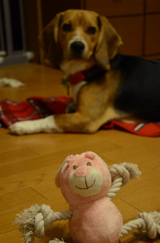 ピンクのウサギ