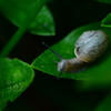 でんでん虫
