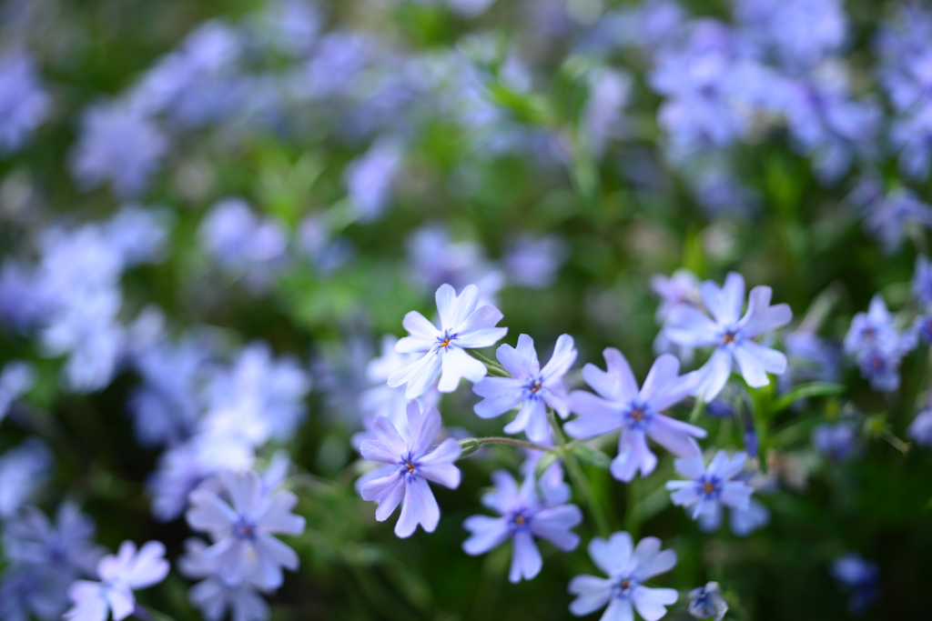 芝桜