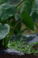 雨上がりの里