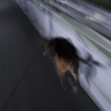 物体X