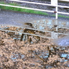 雨の贈り物