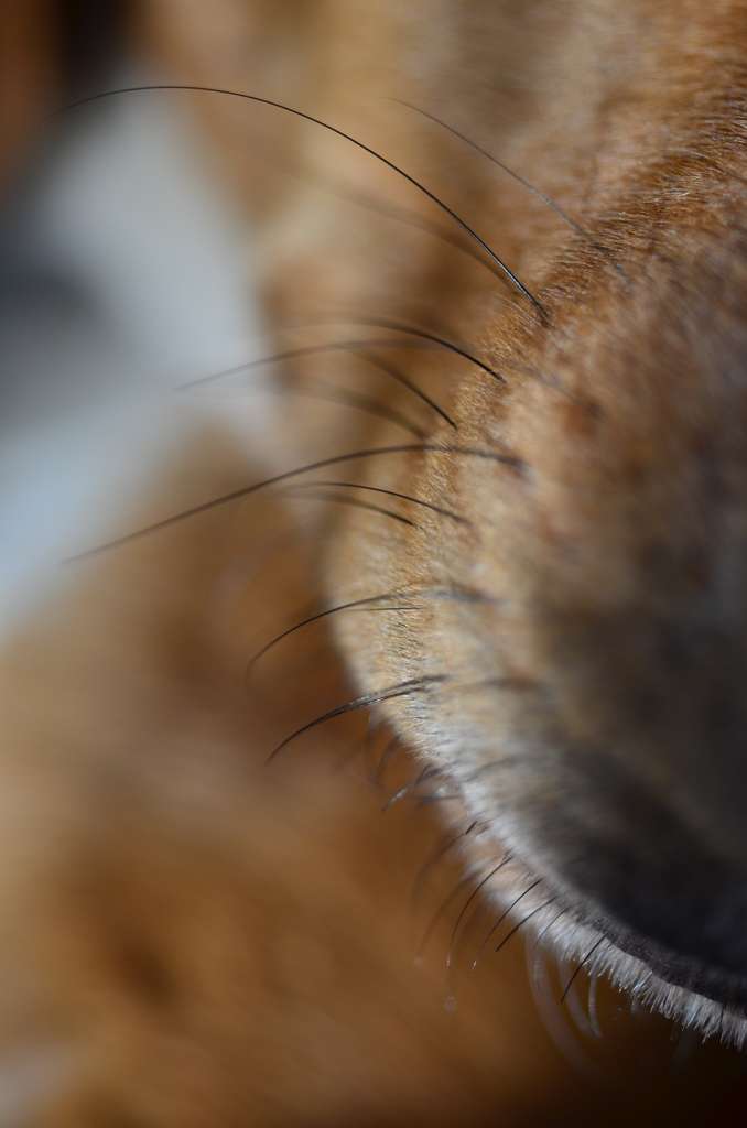 クロひげ危機一髪