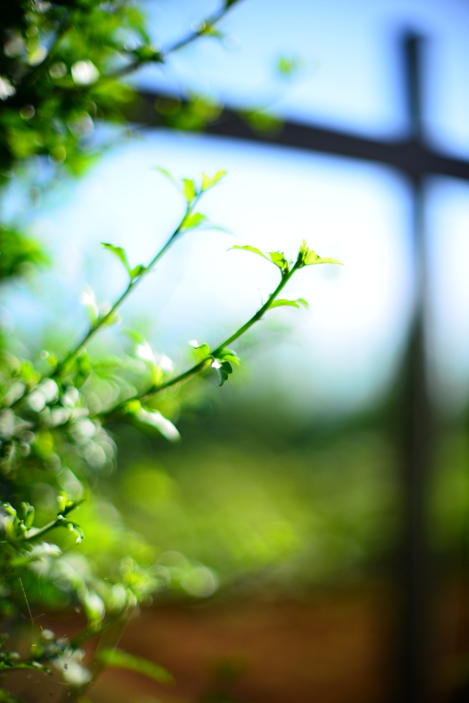 私は太陽系に生きる