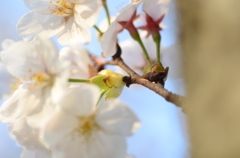 和泉町桜前線_舞台裏