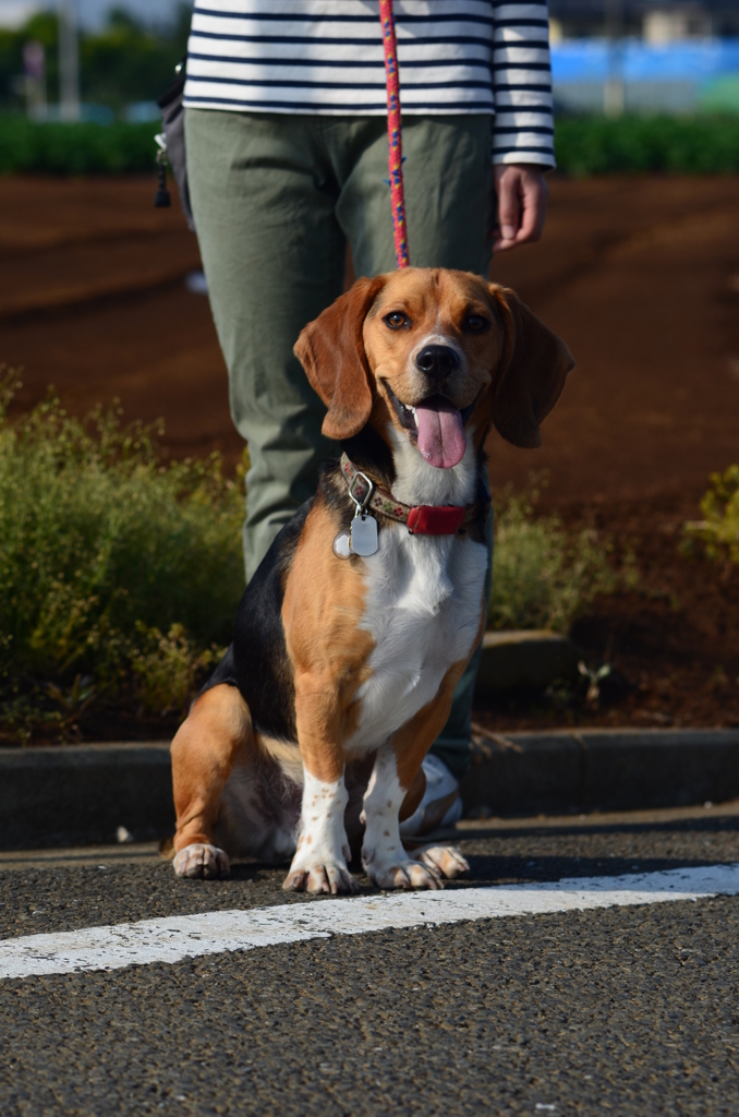 お利口な犬