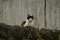 寄の猫