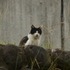 寄の猫
