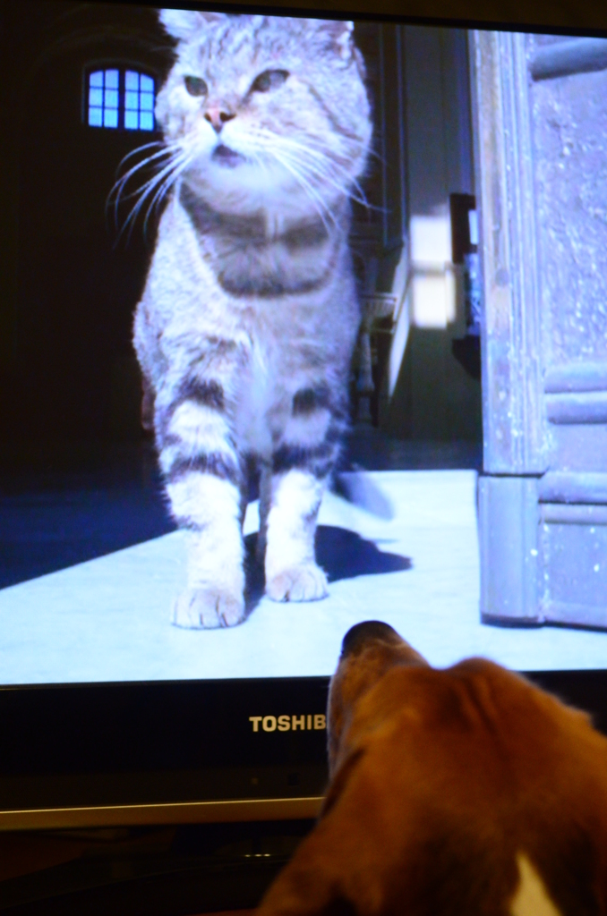 猫だぁ