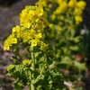 菜の花