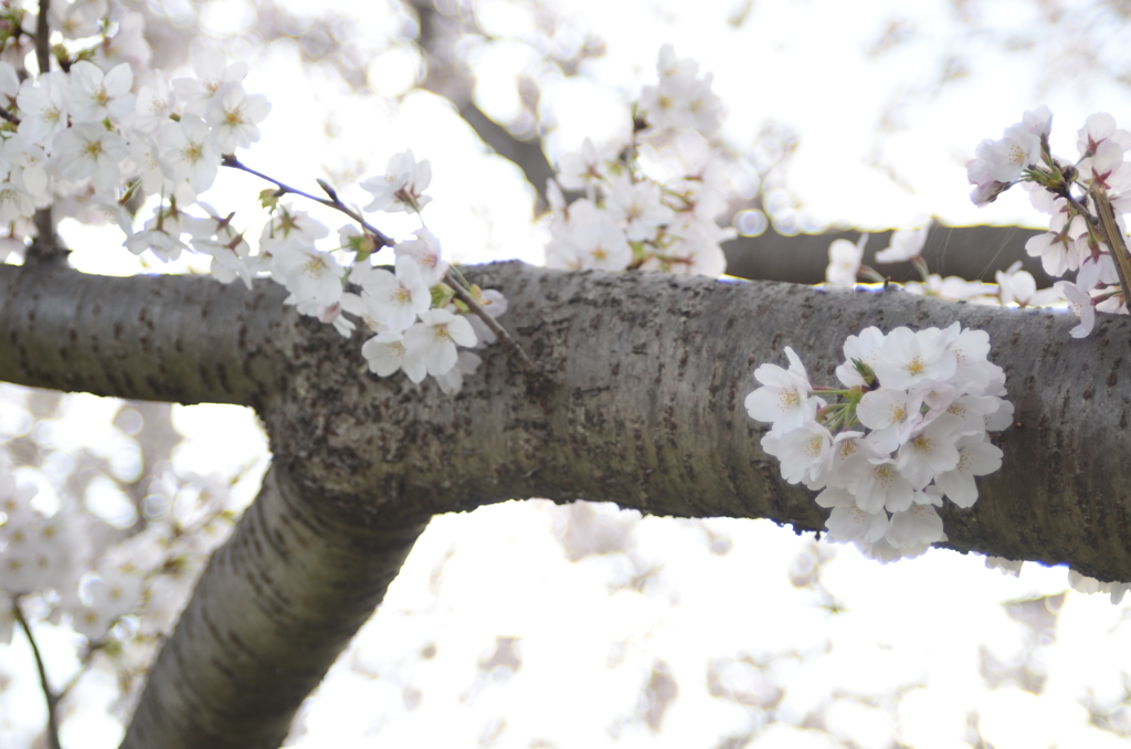 和泉町開放戦線_桜