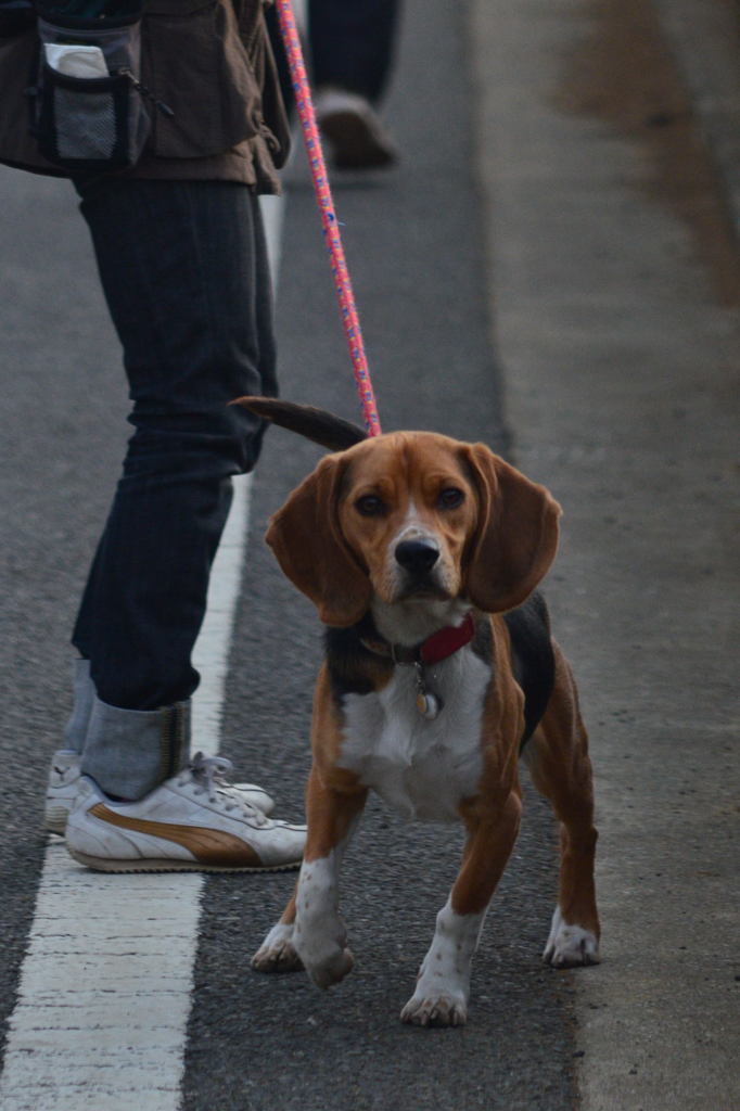 とある犬の朝