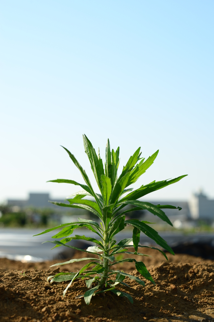 雑草POWER