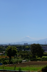 富士山・真昼の和泉町から