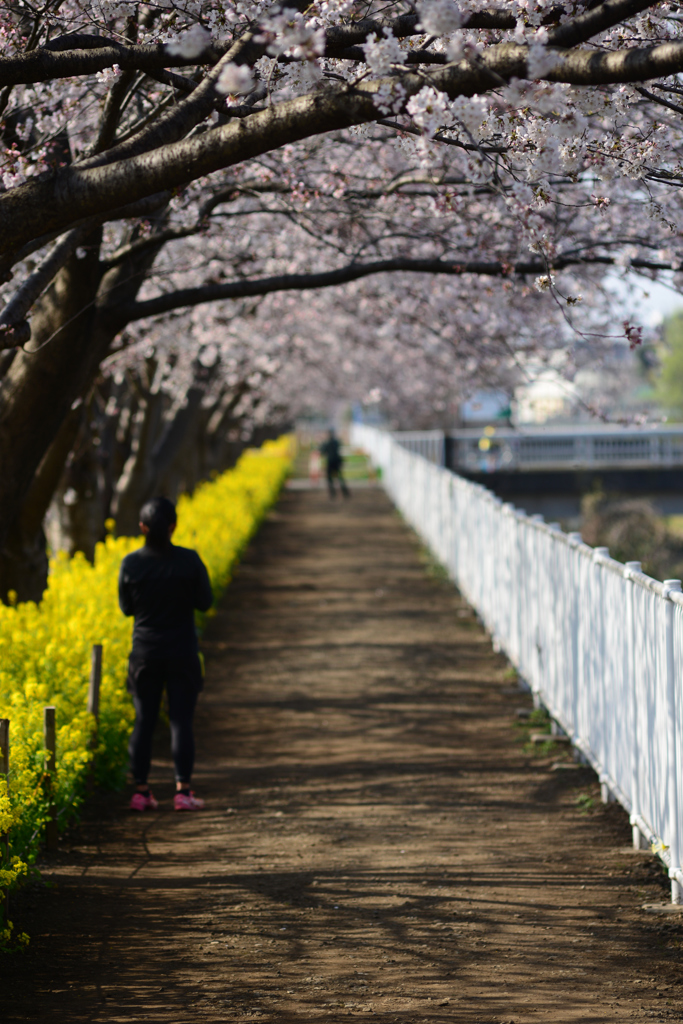 和泉町桜前線_2015.03.30