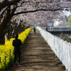 和泉町桜前線_2015.03.30