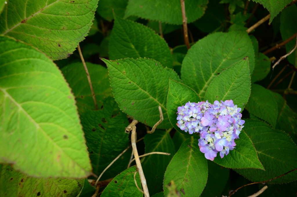 紫陽花