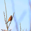 鳥三昧(三枚)の弐