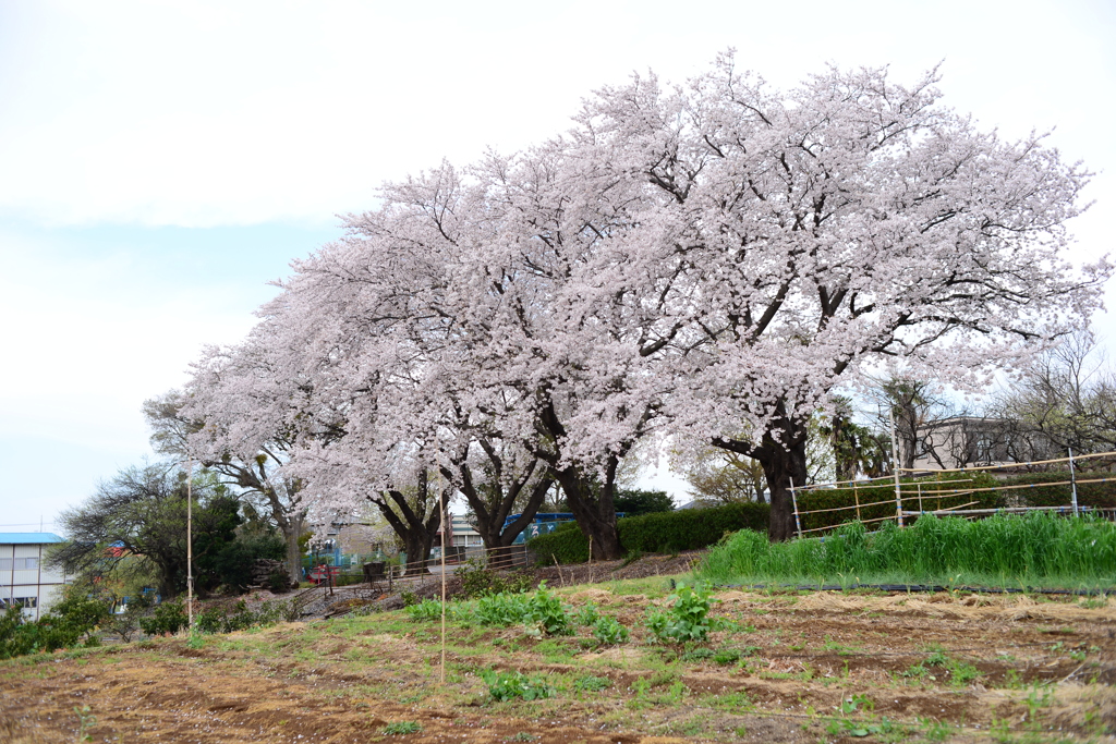大桜