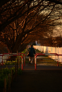 朝焼けに染まる桜道