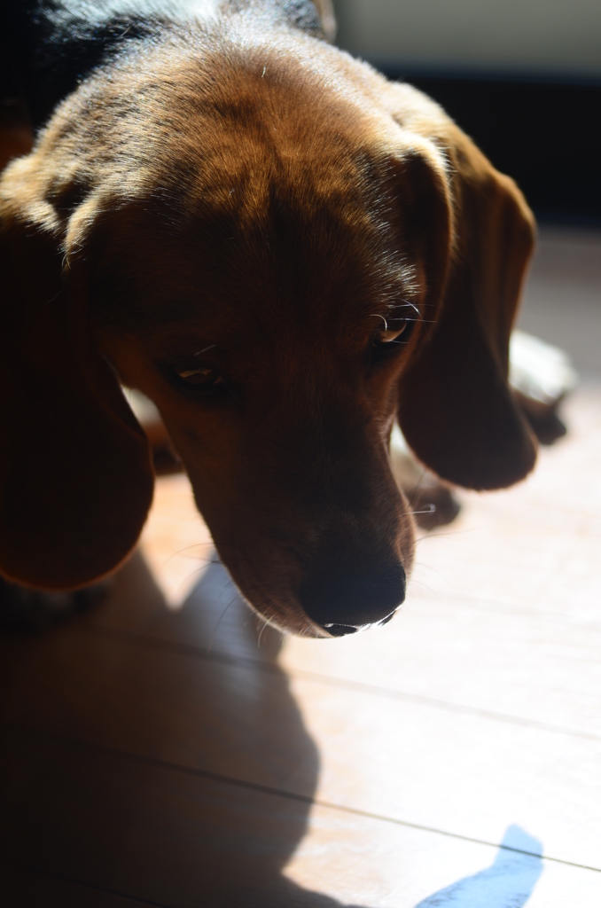 ひなたぼっこ①