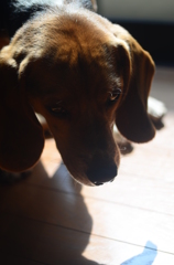 ひなたぼっこ①