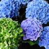 緑の紫陽花