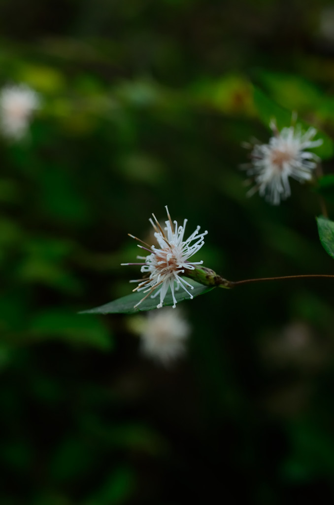 高野箒