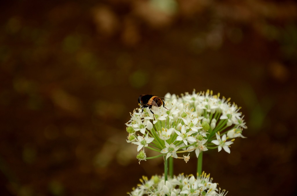 ニラの花-横-