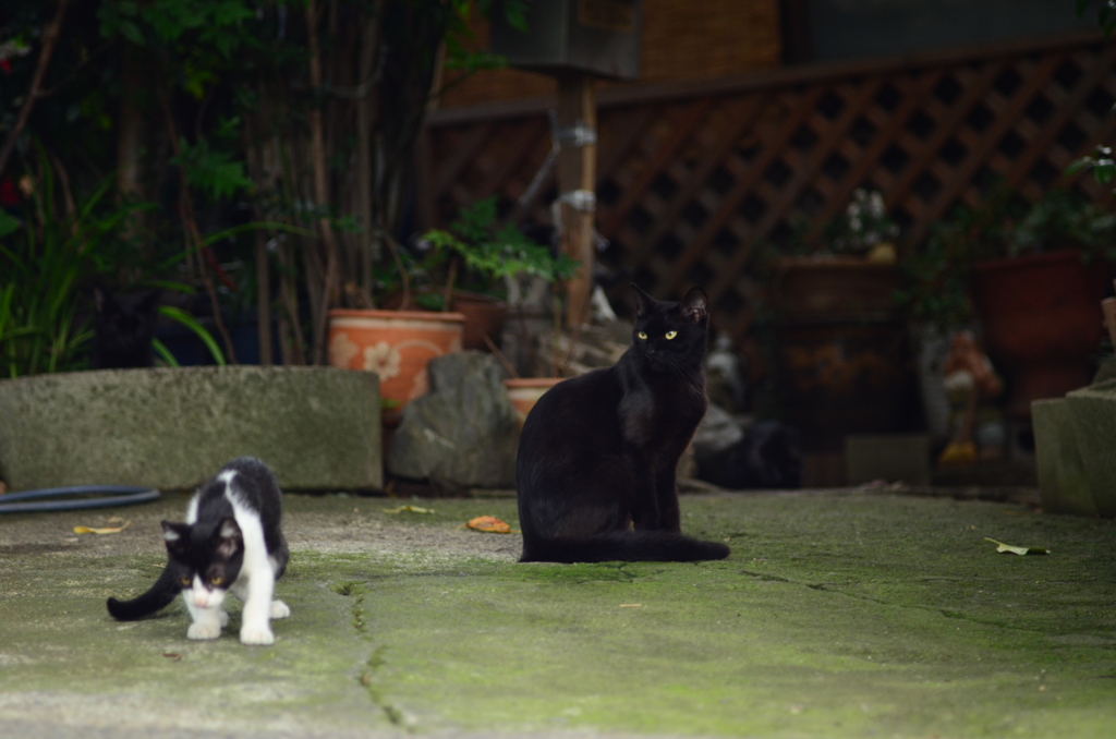 ママ
