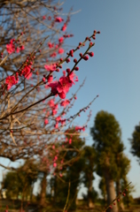 夕暮れの紅梅