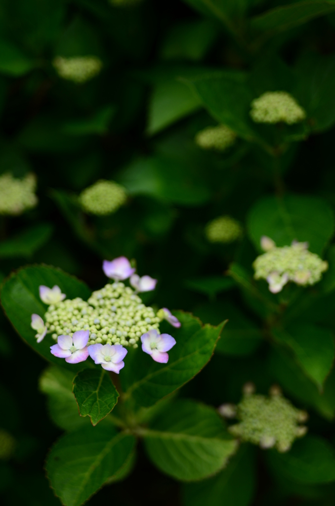 Ai Nikkor 35mm F2S