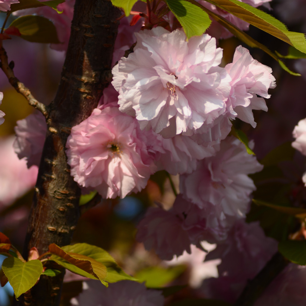 八重桜