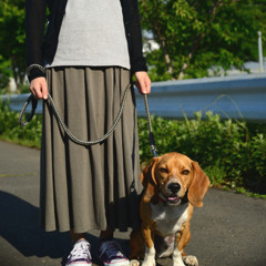 悪い犬