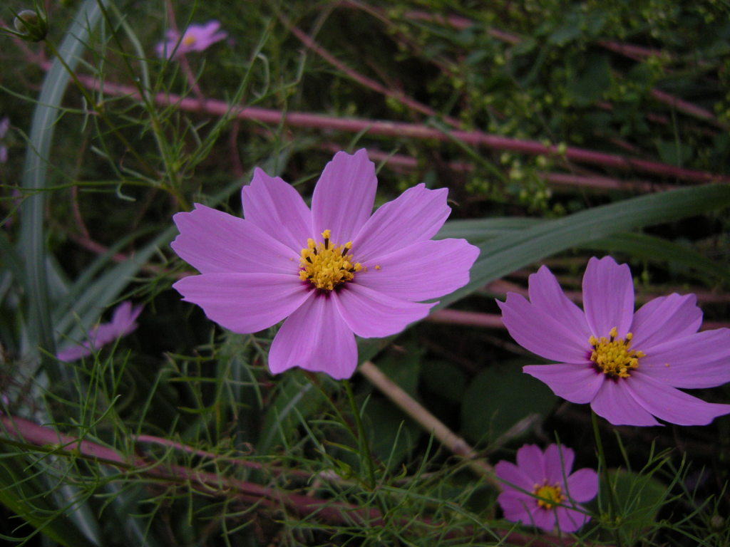 足元の花