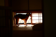 ヤツ