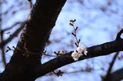 和泉川に桜咲く