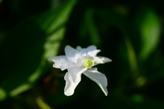 白い紫陽花_壱