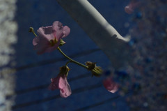 足元の花