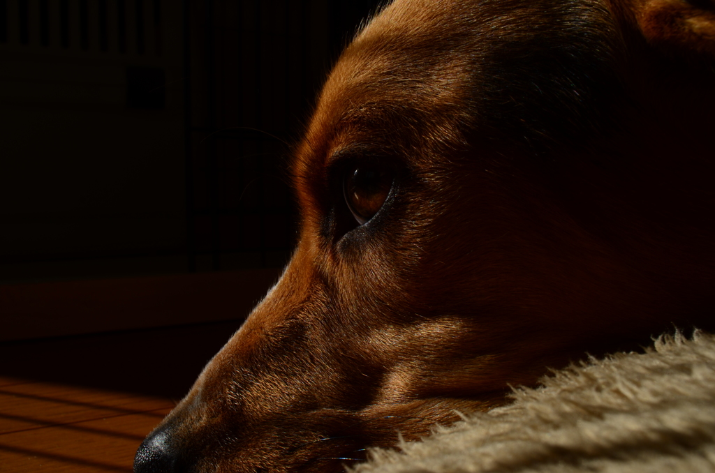 愛犬バカ_②
