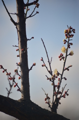 何時もの枝にも