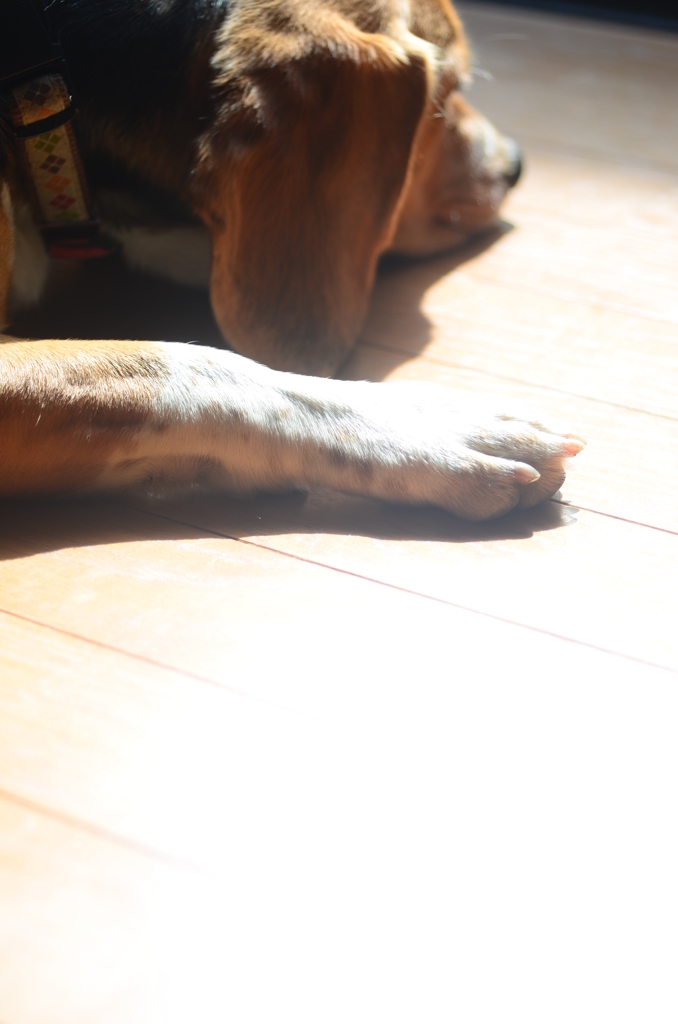 ひなたぼっこ②