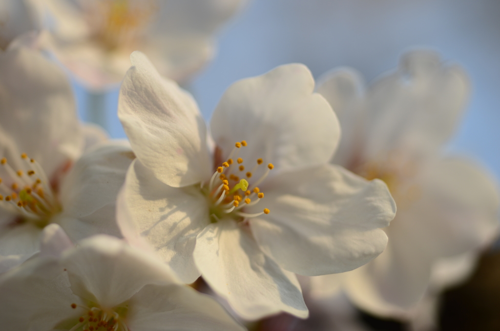 和泉町桜前線_元気いっぱい